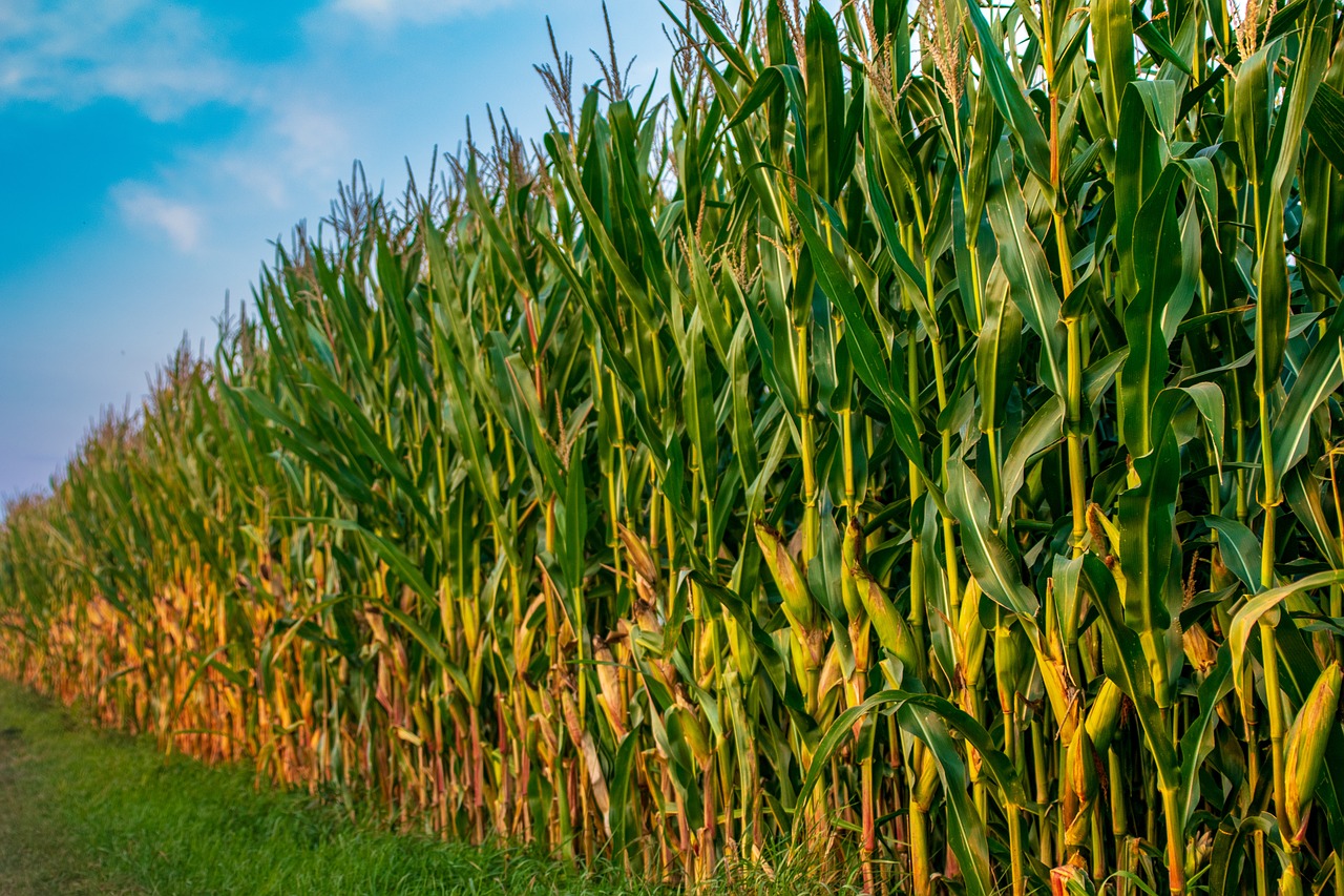 cornfield