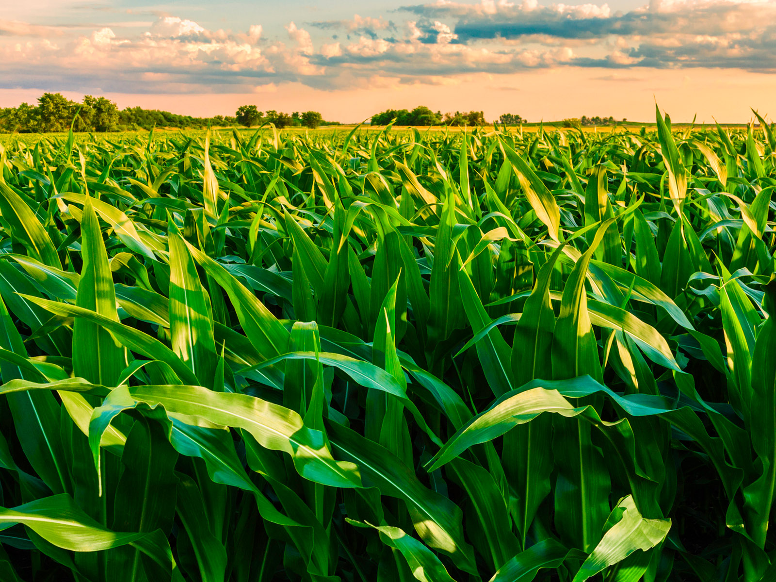 cornfield